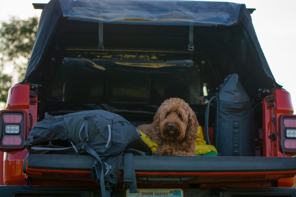 Dog Sitting Inside The Jeep Truck Bed With The Jeep Fas-Top Solo Soft Truck Topper Installed