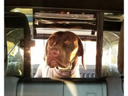 Softopper For Toyota Tundra Dog in Bed