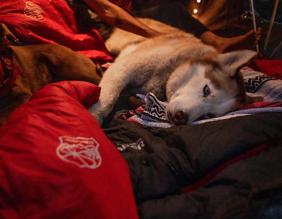 Husky Laying on the RTT Blanket